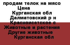 продам телок на мясо › Цена ­ 35 000 - Курганская обл., Далматовский р-н, Красноисетское с. Животные и растения » Другие животные   . Курганская обл.